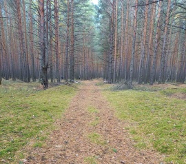 Прирезка лесных участков Кадастровые работы в Москве и Московской области